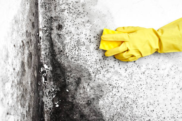 Office Mold Removal Services in Sumter, SC