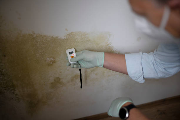Best Residential Mold Removal  in Sumter, SC